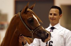 arabian-horse-show-dubai9.jpg