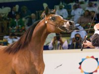 arabian-horse-show-dubai20.jpg