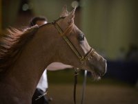 arabian-horse-show-dubai21.jpg