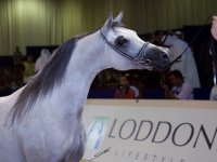 arabian-horse-show-dubai22.jpg