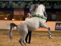 arabian-horse-show-dubai23.jpg