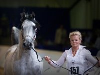 arabian-horse-show-dubai24.jpg