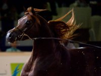 arabian-horse-show-dubai25.jpg