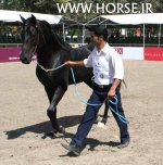 persian-horse-show41.jpg