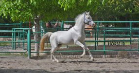 akhal teke iran.jpg