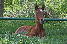 dowran1 foal (2).jpg