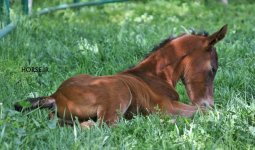 dowran1 foal (3).jpg