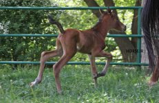 dowran1 foal (4).jpg