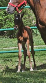 dowran1 foal (5).jpg