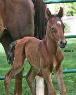 dowran1 foal .jpg