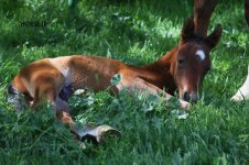 dowran1 foal (1).jpg