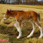 0130-clyde-foal2.jpg