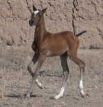 foal.png