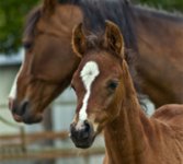 foal-mare_200.jpg