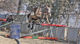 turkmen-horse-jumping.jpg