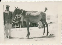 Dareshouri colt.jpg