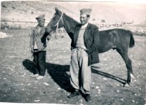 dareshouri horse.jpg