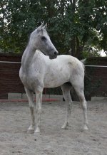 akhal mare iran.jpg