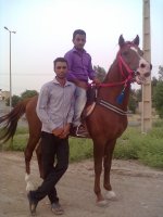 Horse-ahwaz-2013 (2).jpg