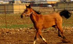 dareshouri horse1.jpg