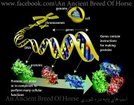 genome-glossary.jpg