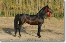 JQ4P6118KurdishStallion-Soltan-Iran.jpg