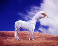 photoshop-horse-4.jpg