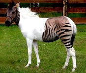 ZebraHorse.jpg