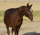 persian horse ghadam kheir.jpg