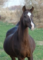 persian horse ghadam kheir1.jpg