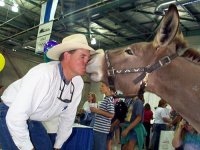 wild_horses_and_burros_Par_90408_Image_500_375_1.jpg