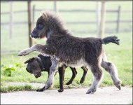 smallest-horse-in-the-world6.jpg