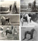 1902-longmaned-horse2.jpg