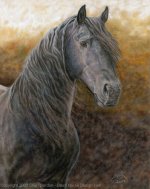 Natural-Beauty-Friesian-Stallion.jpg