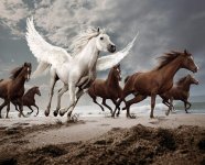 art,fantasy,horses,painting,horse,pegasus-af978bfd528156cf46d1c4a10140ca6e_h.jpg