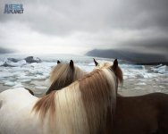 wallpaper-horse-lg.jpg