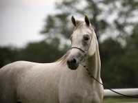 white-arabian-horse.jpg