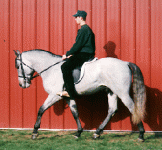 SPANNRM1.GIF
