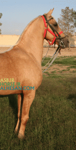 ISFIHAN11.gif