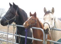 horses_family.jpg