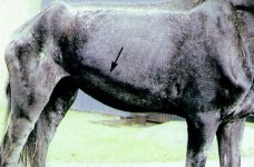 gr191.jpg