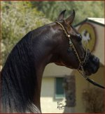 DA_Valentino_-_Magnum_b_T_halter_side_view.jpg