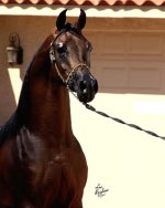 valentino4.jpg