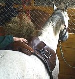 saddlefitting111.jpg
