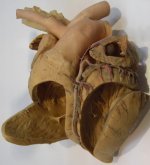 Heart-of-Horse-HOFFEN-Z-4-.jpg