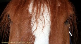horse-eyes.jpg
