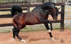 afirechief_at_stud[1].jpg