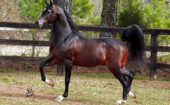 chief_park_horse[1].jpg