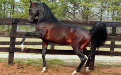 chief_stallion[1].jpg