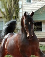 afire_chief_stallion.jpg